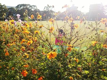 Yellow flowers blooming in field