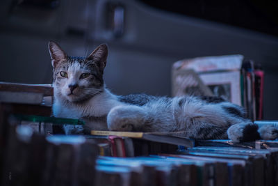Cat resting on stacked books