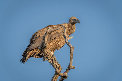 Low angle view of bird against clear sky