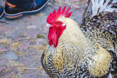 Close-up of rooster