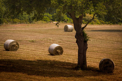 Puglia country side hay bales