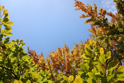 Low angle view of flowering plants against clear sky