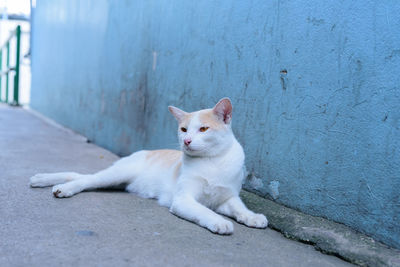 Portrait of white cat resting on wall