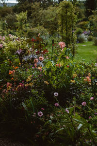 Close-up of flowering plants by trees in forest