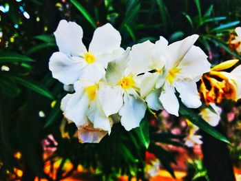 Close-up of white flowering plant