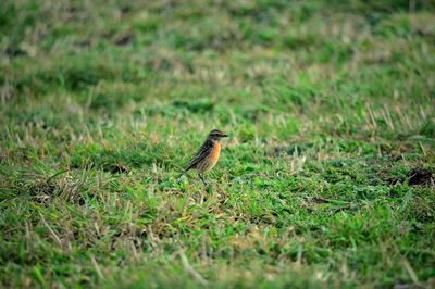 Bird perching on a field