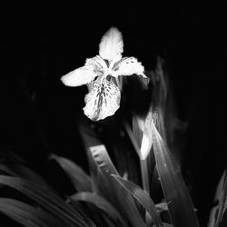 Close-up of flowering plant at night