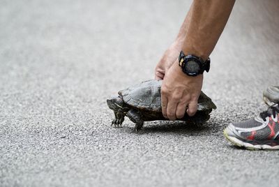 Cropped image of person holding tortoise on road