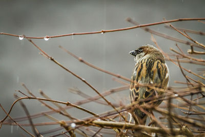 Bird perching on branch