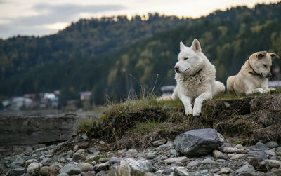 Dog looking away on rock
