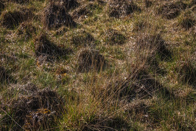 Full frame shot of dry grass on field