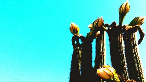Low angle view of clear blue sky