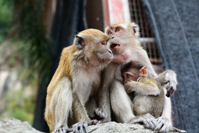 Three monkeys together