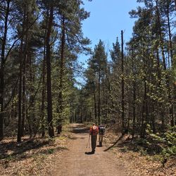 Rear view of man walking amidst trees in forest
