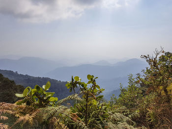 Plants growing on land against sky