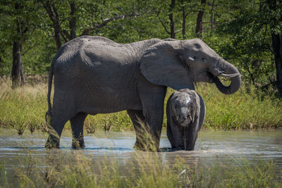 Elephant calf with its mother at waterhole