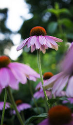 Close-up of pink flower