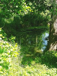 Scenic view of lake by trees