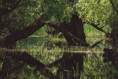 Scenic view of lake in forest