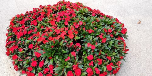 High angle view of red flowering plant