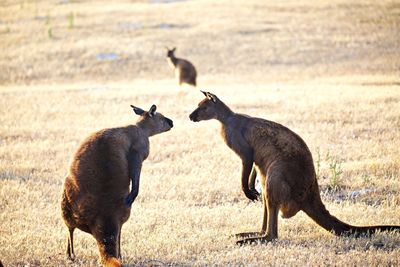 Two male kangaroos fighty