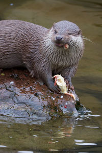 Eating otter