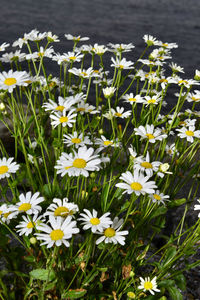 Close-up of white daisy flowers