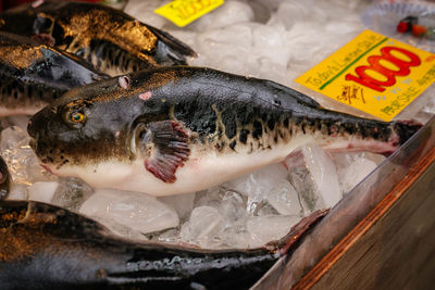 Close-up of fish for sale in market