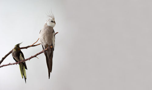 2 cockatiel parrots sit on a branch on a white background. light and dark parrot on the tree. 