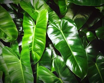 Full frame shot of green leaves