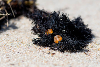 Close-up of moth on sand