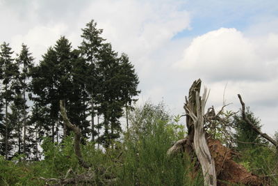 Trees in forest against sky