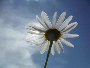 Close-up of flowers against clear sky