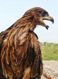 Close-up of a hawk