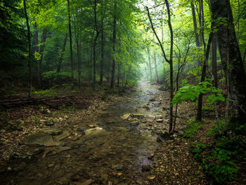 Stream flowing through forest