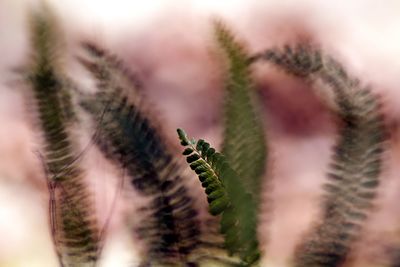 Close-up of plant