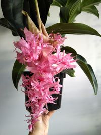 Close-up of hand on pink flowering plant