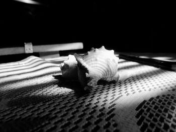 Close-up of seashell on table