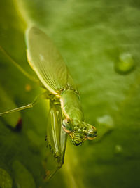 Close-up of insect on leaf