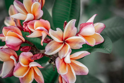 Close-up of frangipani on plant