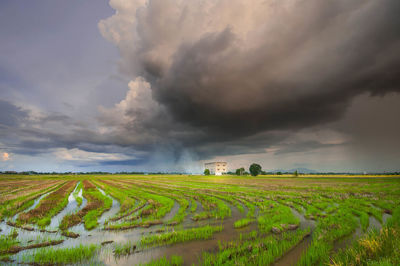 Scenic view of agricultural field against sky during sunset