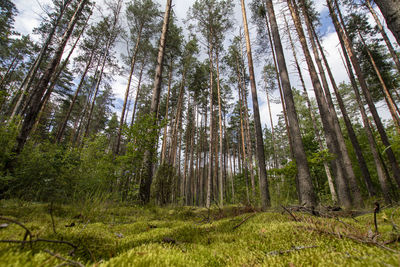 Pine trees in forest