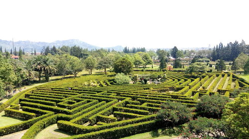 Panoramic view of agricultural field against clear sky