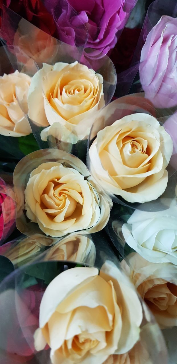 CLOSE-UP OF ROSES ON BOUQUET