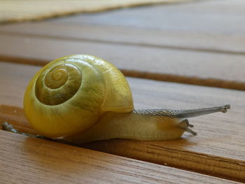 Close-up of snail on table