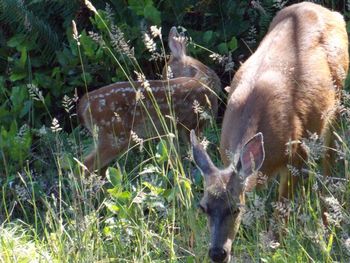 Deer in a field