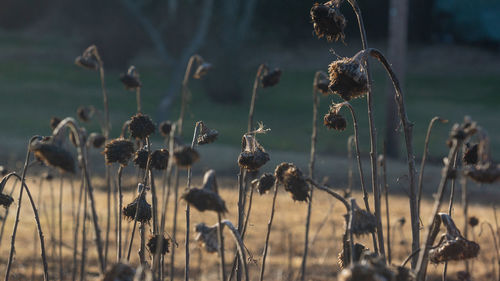 Close-up of dry plants on field