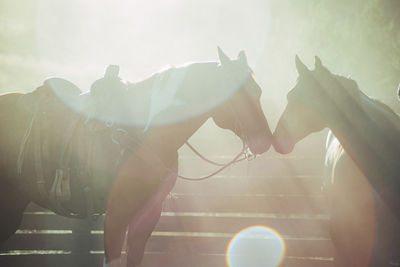 Low angle view of horses touching muzzle against bright sun