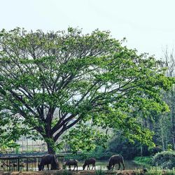 View of tree against clear sky