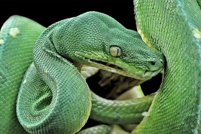 Close-up of green lizard